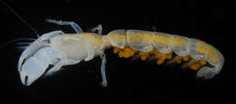 Image of ghost shrimps