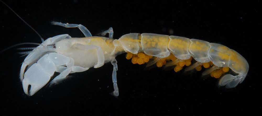 Image of ghost shrimps