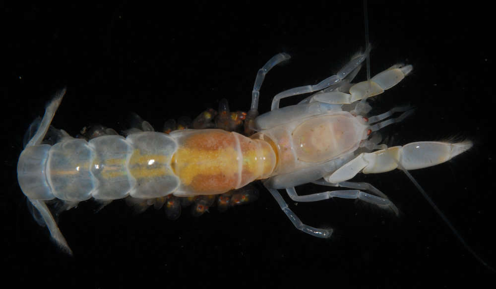 Image of ghost shrimps