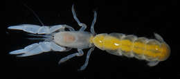 Image of ghost shrimps