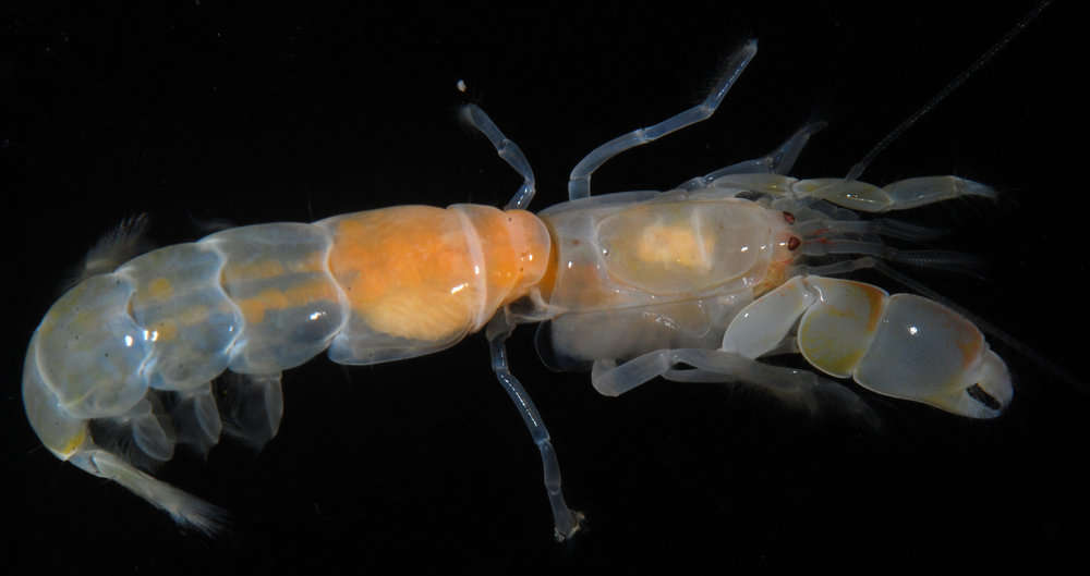 Image of ghost shrimps