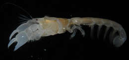 Image of ghost shrimps