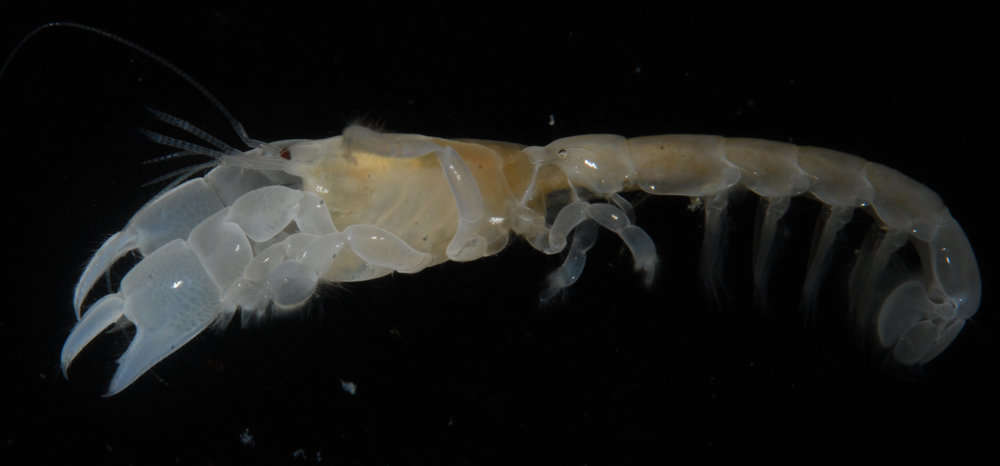 Image of ghost shrimps