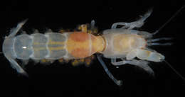 Image of ghost shrimps