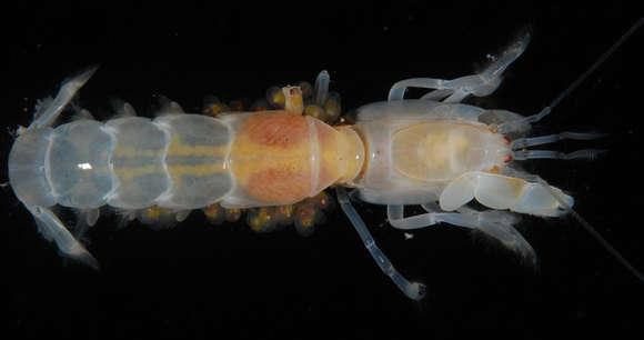 Image of ghost shrimps