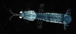 Image of mantis shrimps