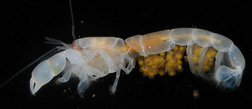 Image of ghost shrimps