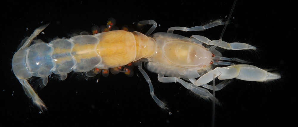 Image of ghost shrimps