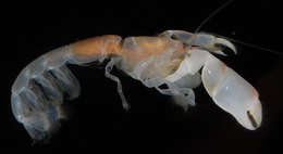 Image of ghost shrimps