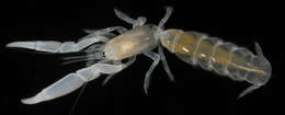 Image of ghost shrimps