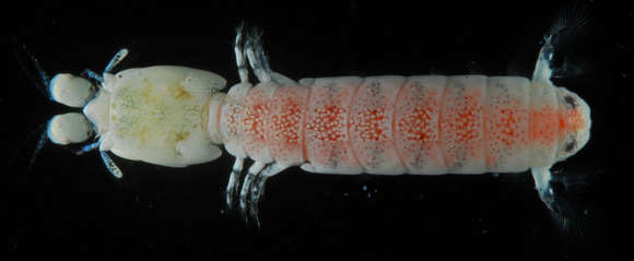 Image of nannosquillid mantis shrimps