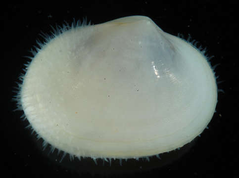 Image of Heterodonta