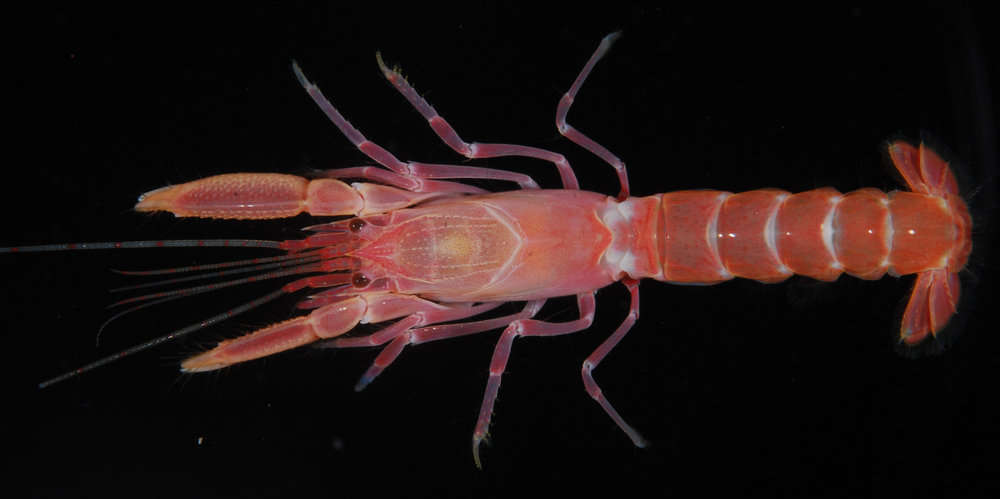 Image of <i>Axiopsis serratifrons</i>