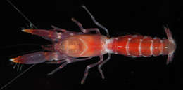 Image of <i>Axiopsis serratifrons</i>