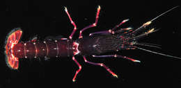 Image of <i>Axiopsis serratifrons</i>