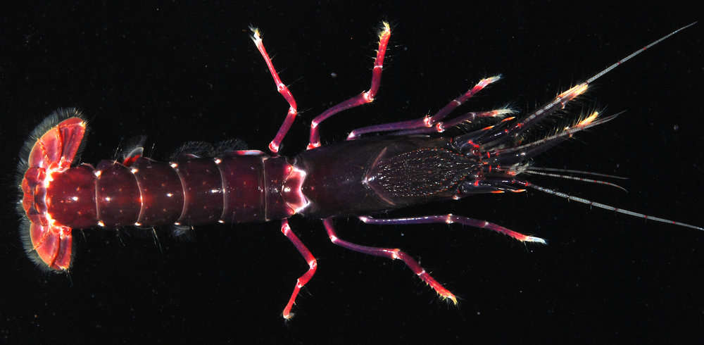 Image of <i>Axiopsis serratifrons</i>