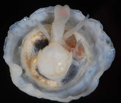 Image of Patelloidea Rafinesque 1815