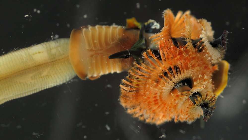 Image of calcareous tubeworms