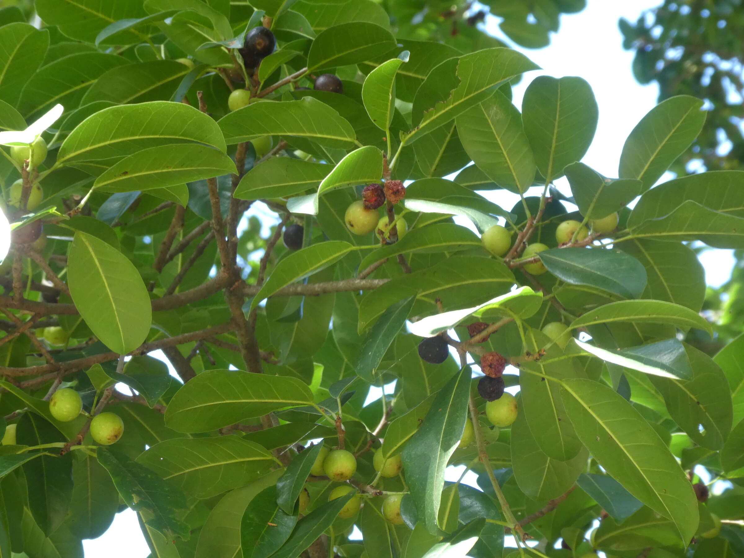 Image de Ficus superba var. henneana (Miq.) Corner