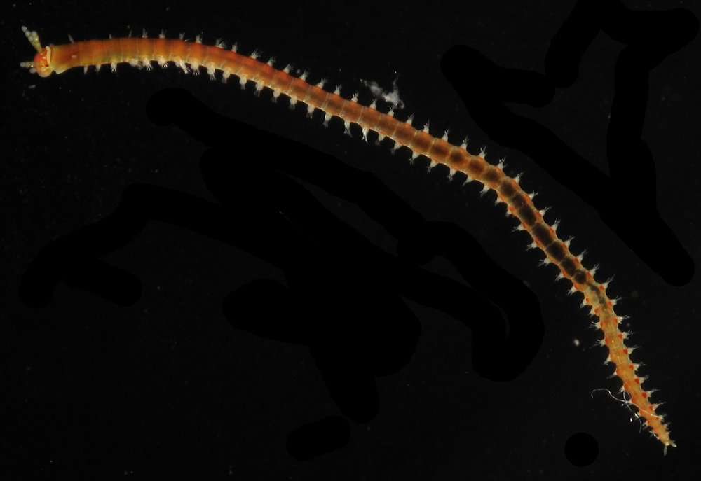 Image of Eunicidae