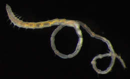 Image of Orbiniidae