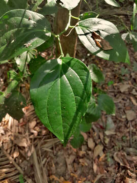 Image of Australian pepper