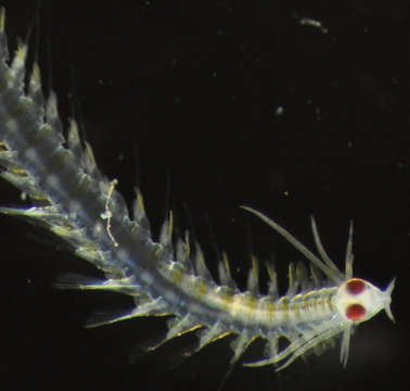 Image of Phyllodocinae
