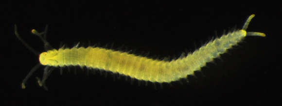 Image de Phyllodocida