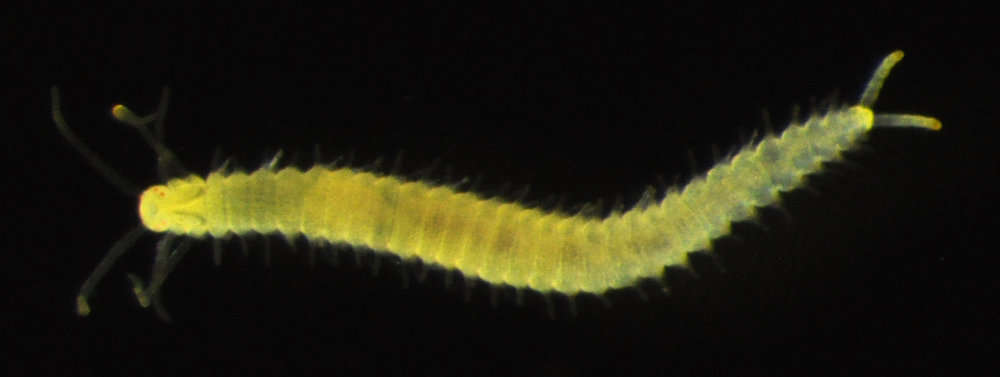 Image of Phyllodocida