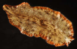 Image of Pseudobiceros