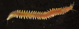 Image of ragworms