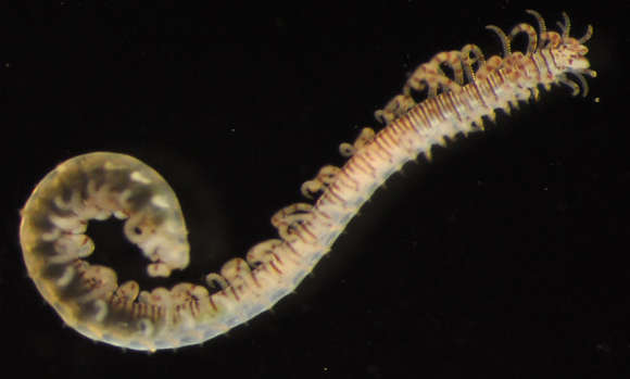 Image de Phyllodocida