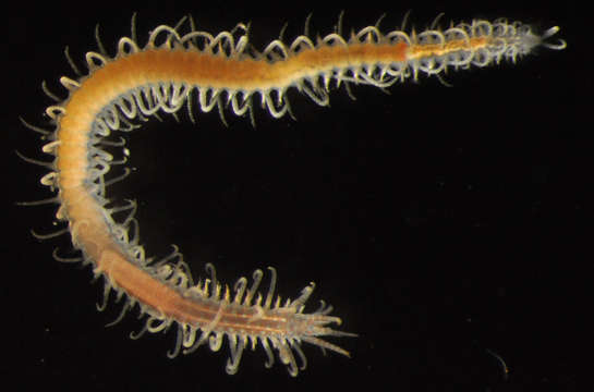 Image de Phyllodocida