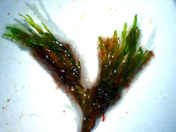 Image of Lychaete J. Agardh 1846