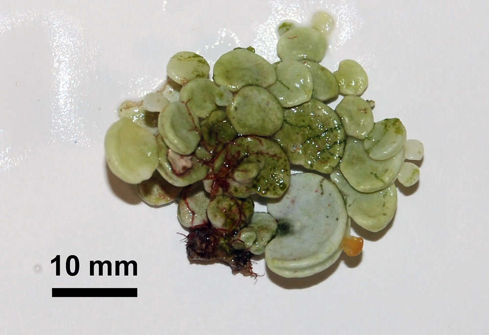 Image of Halimedaceae