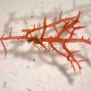 Image of Hypnea spinella