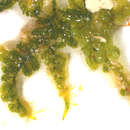Image of Caulerpa webbiana