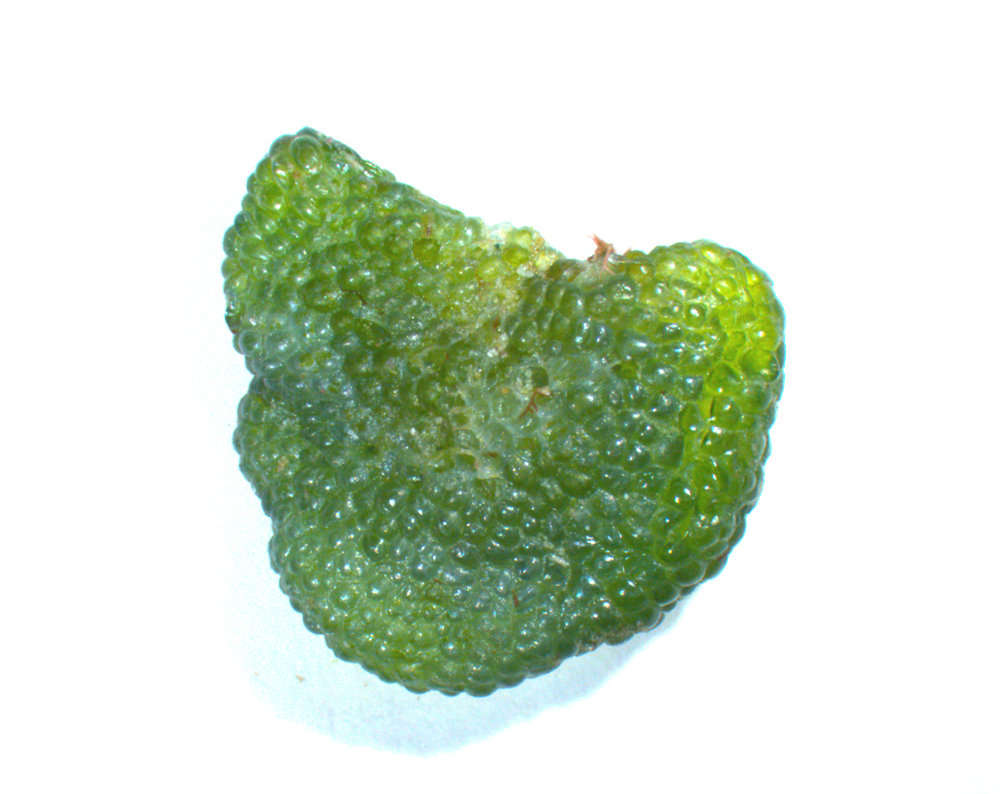 Image of Siphonocladaceae
