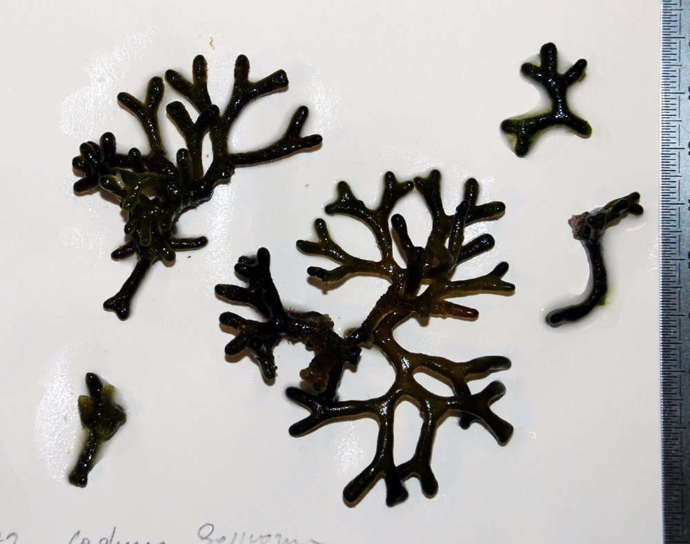 Image of Codium geppiorum