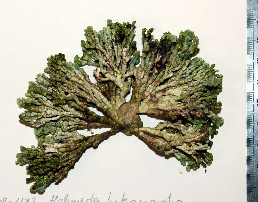 Image of Cactus algae