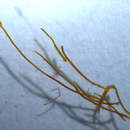 Image of <i>Gelidiopsis intricata</i>