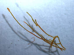 Image of Gelidiopsis