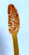 Image of Gelidiopsis