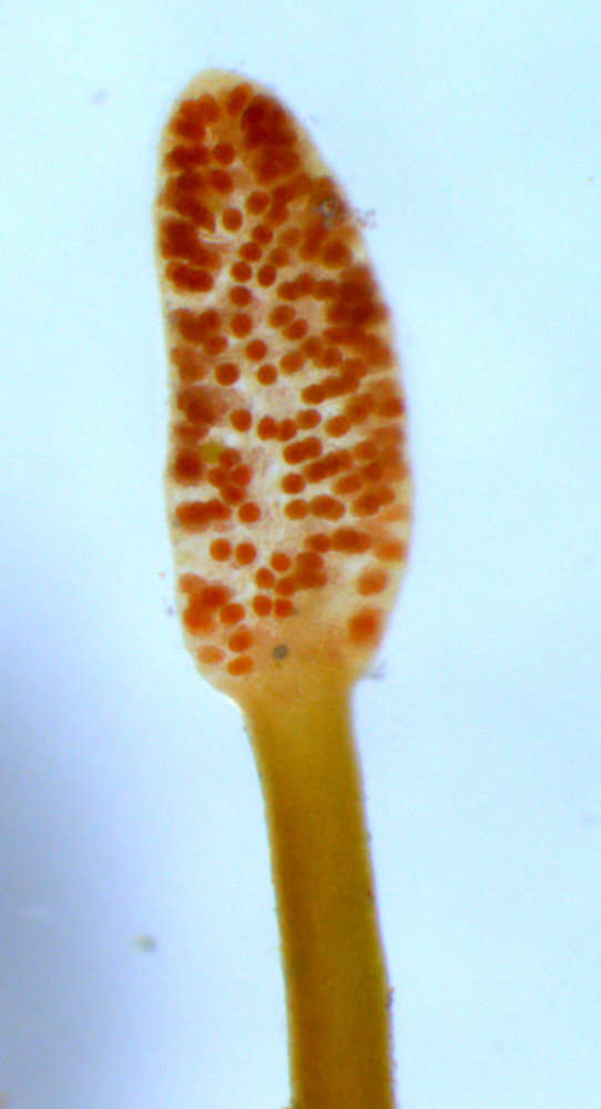 Image of Gelidiopsis