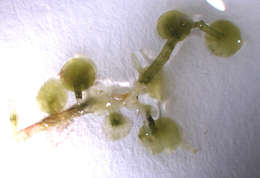 Image of Caulerpaceae