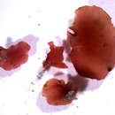 Image of Asteromenia anastomosans
