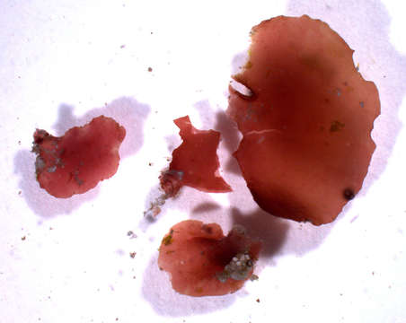 Image of Hymenocladiaceae