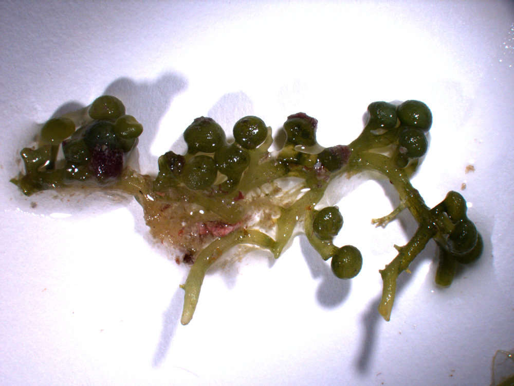 Image of Caulerpaceae