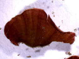 Image of Peyssonneliaceae