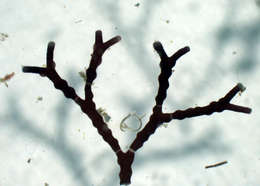 Image of Lithophylloideae